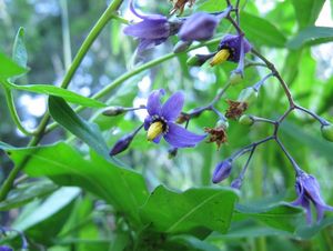 Lilek potměchuť (Solanum dulcamara)