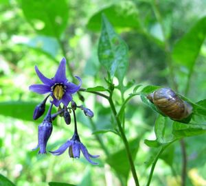 Lilek potměchuť (Solanum dulcamara)