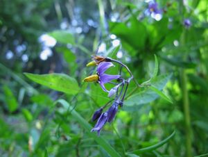 Lilek potměchuť (Solanum dulcamara)