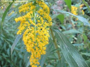 Zlatobýl kanadský (Solidago canadensis)