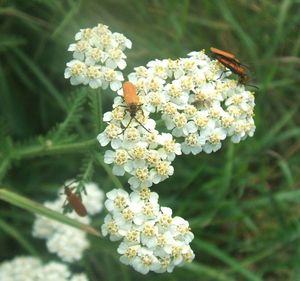 Řebříček obecný (Achillea millefiori)