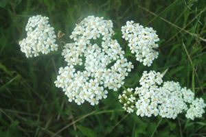 Řebříček obecný (Achillea millefiori)