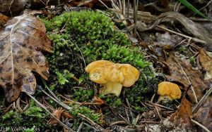 Klikni pro velký obrázek