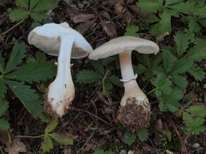 Bedla šedavá - Leucoagaricus cinerascens (Quél) Bon & Boiffard