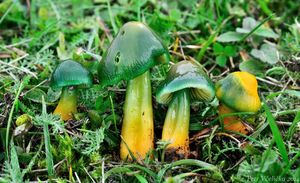 Klikni pro velký obrázek