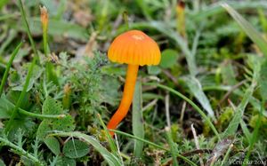 Voskovka hořká - Hygrocybe mucronella (Fr.) P. Karst.