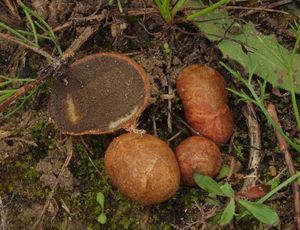 Kořenovec načervenalý - Rhizopogon roseolus (Corda) Th. Fr.