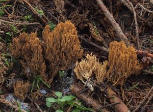 Kuřátka kořínkatá - Ramaria myceliosa (Peck) Corner