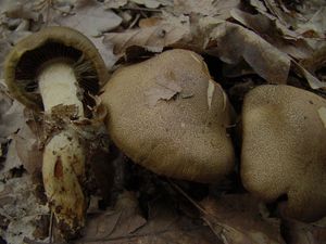 Pavučinec černošupinkatý - Cortinarius (Leprocybe) melanotus Kalchbr.