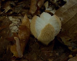 Pýchavka huňatá - Lycoperdon umbrinum Pers.