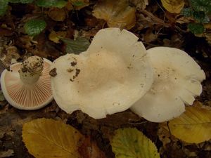 Šťavnatka buková - Hygrophorus penarius Fr. 1836