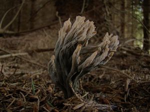 Červovka kyjanková - Helminthosphaeria clavariarum (Tul.) Fuckel