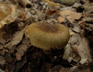 Pavučinec černošupinkatý - Cortinarius (Leprocybe) melanotus Kalchbr.