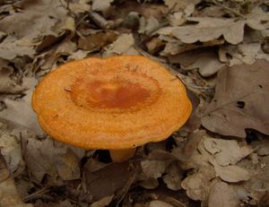 Ryzec modřínový - Lactarius porninsis