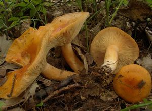 Ryzec modřínový - Lactarius porninsis