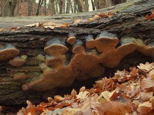 Ohňovec statný - Phellinus robustus (P.Karst.) Bourdot et Galz