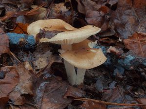 Šťavnatka žíhaná - Hygrophorus arbustivus Fr.