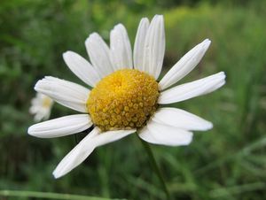 Kopretina bílá (Leucanthemum vulgare)