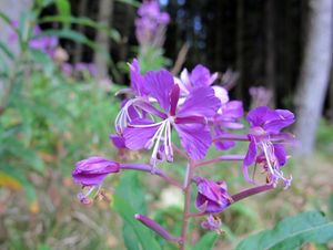 Vrbka (vrbovka) úzkolistá (Epilobium  angustifolium)