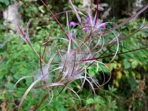 Vrbka (vrbovka) úzkolistá (Epilobium  angustifolium)