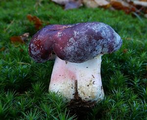 Klikni pro velký obrázek