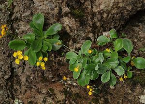 Prvosenka lysá (Primula auricula L.)