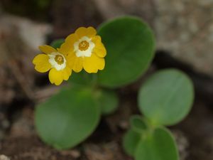 Prvosenka lysá (Primula auricula L.)