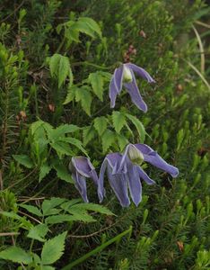 Plamének alpský (Clematis alpina (L.) Mill.)