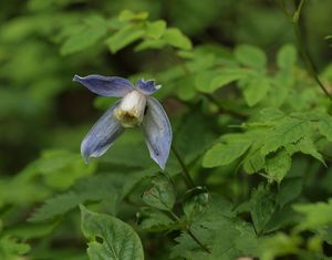 Plamének alpský (Clematis alpina (L.) Mill.)