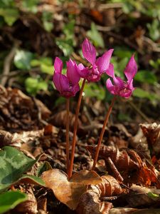 Brambořík evropský (Cyclamen europaeum)