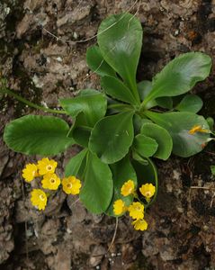 Prvosenka lysá (Primula auricula L.)