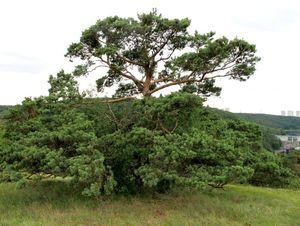 Borovice lesní (Pinus sylvestris)