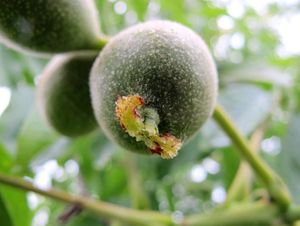 Ořešák královský (Juglans regia)