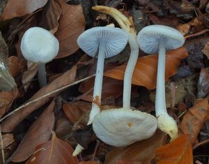 Klikni pro velký obrázek