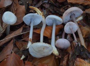 Helmovka ředkvičková - Mycena pura (Pers.) P. Kumm. 1871