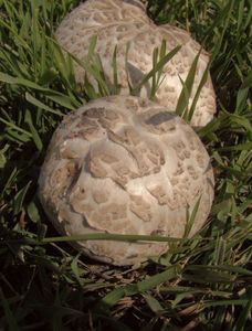 Pečárka Bernardova - Agaricus bernardii