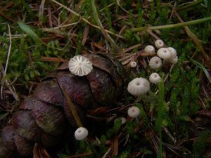 Špička Wettsteinova - Marasmius wettsteinii Sacc. et P. Syd.