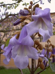 Pavlovnie plstnatá (Paulownia tomentosa)