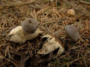 Hvězdovka dlouhokrká - Geastrum pectinatum Pers.