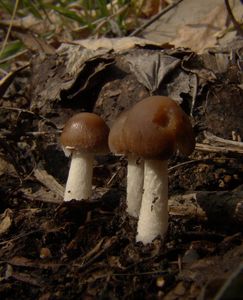 Křehutka hnědošedá f. jarní - Psathyrella spadiceogrisea f. vernalis