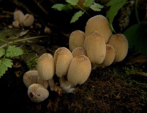 Hnojník domácí - Coprinus domesticus (Bolt.: Fr.) Gray