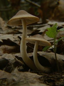 Křehutka hnědošedá f. jarní - Psathyrella spadiceogrisea f. vernalis