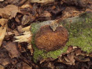 Outkovka polní - Dichomitus campestris (Quél.) Domanski et Orlicz