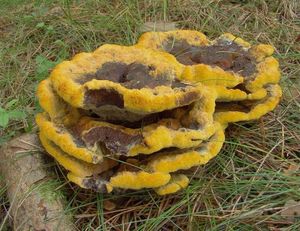 Hnědák Schweinitzův - Phaeolus schweinitzii (Fr.) Pat. 1900