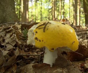 Holubinka chromová - Russula claroflava