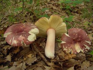 Holubinka olivová - Russula olivacea (Schaeff.) Fr. 1838