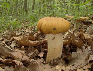 Holubinka smrdutá - Russula foetens Pers. 1796