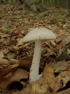 Muchomůrka pošvatá bílá - Amanita vaginata var. alba Gillet