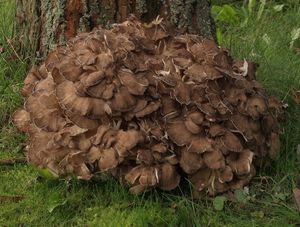 Trsnatec lupenitý - Grifola frondosa (Dicks.) Gray 1821