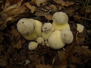 Hřib medotrpký - Caloboletus radicans (Pers.) Vizzini 2014